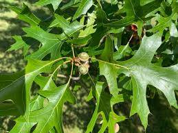 Quercus palustrus